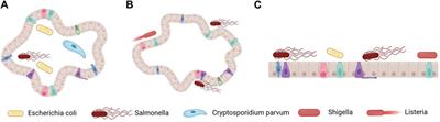 The application of organoids in colorectal diseases